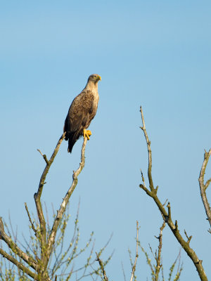 White-tailed Eagle - Zeearend
