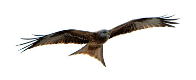 Red Kite - Rode Wouw