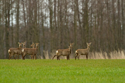 Roe Deer / Ree