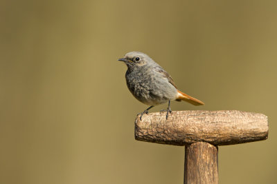 Black Redstart / Zwarte Roodstaart