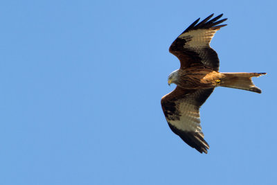 Red Kite - Rode Wouw