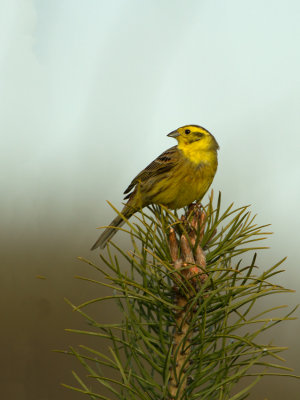 g9/30/1191630/3/161140478.Z1sUVzhi.jpg