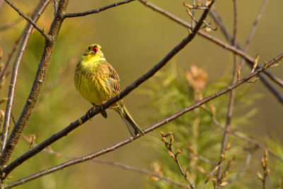 Yellowhammer / Geelgors