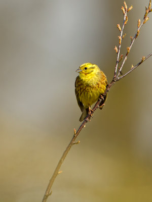 Yellowhammer / Geelgors