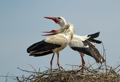 White Stork / Ooievaar