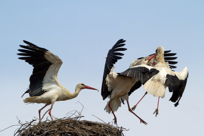White Stork / Ooievaar