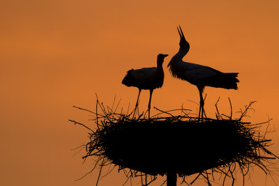 White Stork / Ooievaar