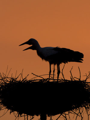 White Stork / Ooievaar