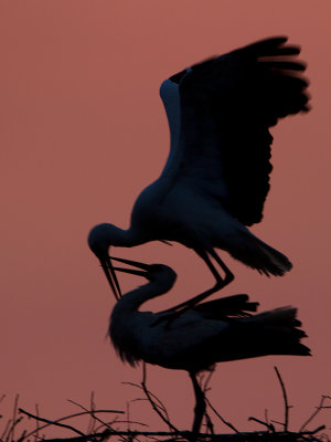 White Stork / Ooievaar