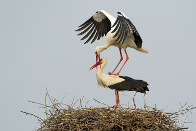 White Stork / Ooievaar