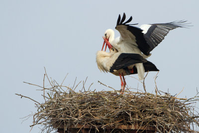 White Stork / Ooievaar