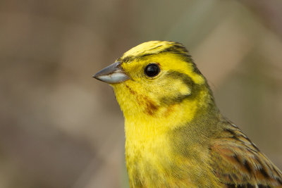 Yellowhammer / Geelgors