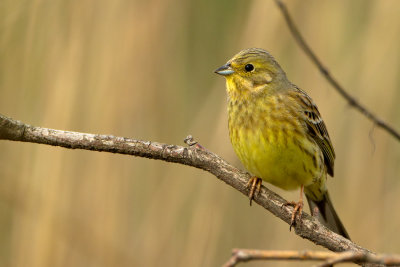 Yellowhammer / Geelgors