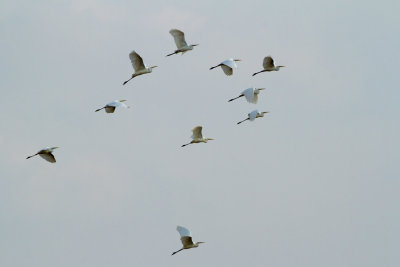 Great Egret / Grote Zilverreiger