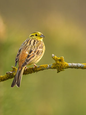 Yellowhammer / Geelgors
