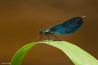 Bosbeekjuffer / Calopteryx virgo