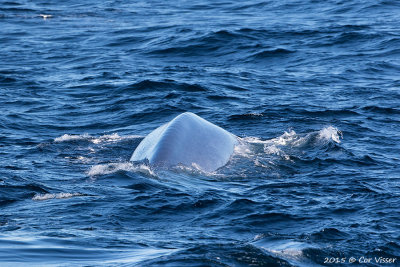 Blue Whale / Blauwe-vinvis.jpg