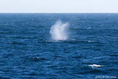 Northern Bottlenose Whale / Noordelijke Butskop