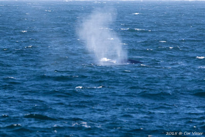 Northern Bottlenose Whale / Noordelijke Butskop