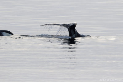 Bowhead Whale / Groenlandse Walvis