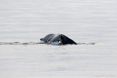 Bowhead Whale / Groenlandse Walvis