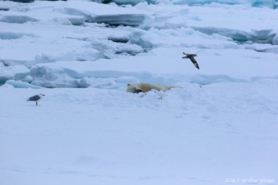 Polar Bear / IJsbeer