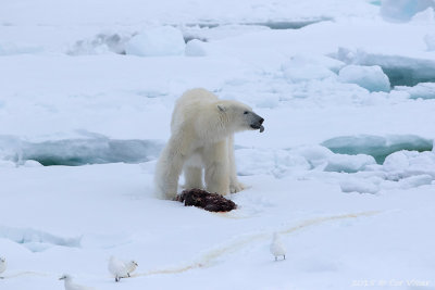 Polar Bear / IJsbeer