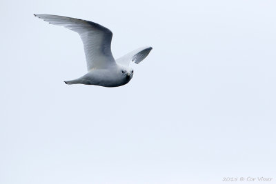 Ivory Gull / Ivoormeeuw