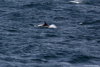 White-beaked Dolphin / Witsnuitdolfijn