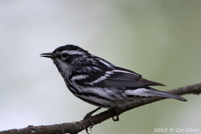 Black-and-white-Warbler-2.jpg