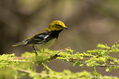 Black-throated-Green-Warbler.jpg