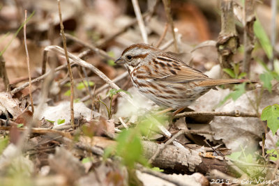 Chipping-Sparrow.jpg