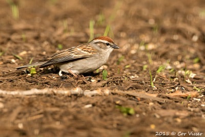 Chipping-Sparrow-2.jpg