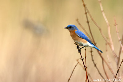Eastern-Bluebird-4.jpg