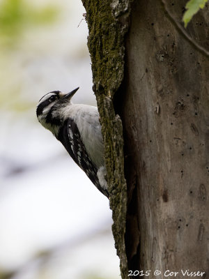 Hairy-Woodpecker.jpg