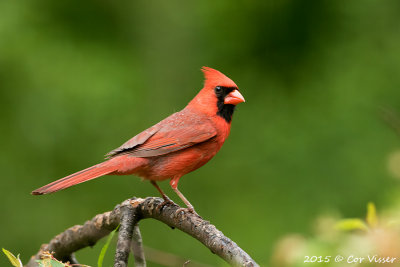 Northern-Cardinal-2.jpg