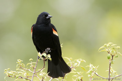 Red-winged-Blackbird.jpg