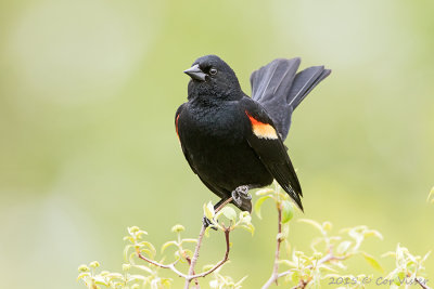 Red-winged-Blackbird-2.jpg