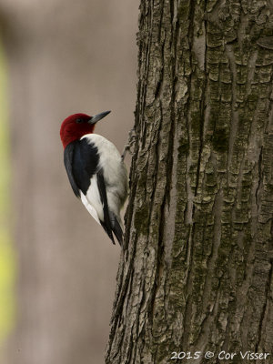 Red-headed-Woodpecker.jpg