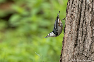 White-breasted-Nuthatch.jpg