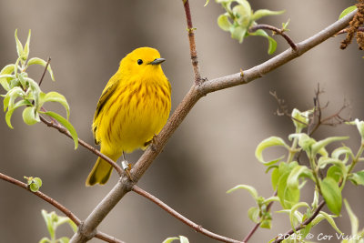 Yellow-Warbler-2.jpg