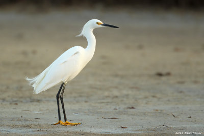 Snowy Egret / Amerkaanse Kleine Zilverreiger