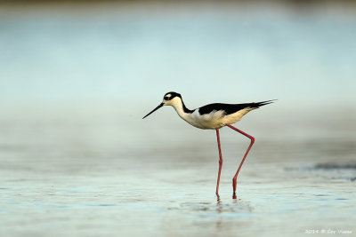 Black-necked Stilt / Amerikaanse Steltkluut