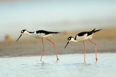Black-necked Stilt / Amerikaanse Steltkluut