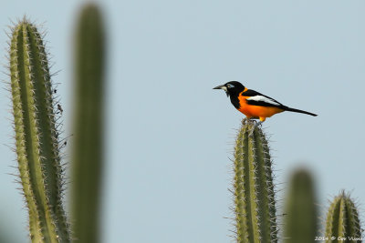 Venezuelan Troupial / Oranje Troepiaal