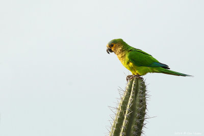 Brown-throated Parakeet / Maisparakiet