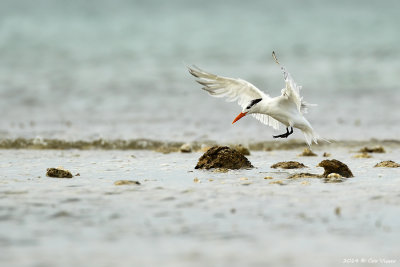 Caspian Tern / Reuzenstern
