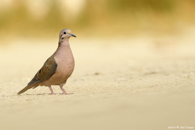 Common Ground Dove / Musduif