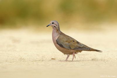 Common Ground Dove / Musduif