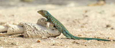 Aruba Whiptail / Kododo Blauw